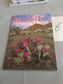 Desert in Bloom