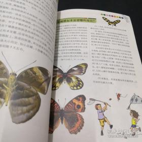 《蝴蝶 》趣味动物系列丛书 16开
