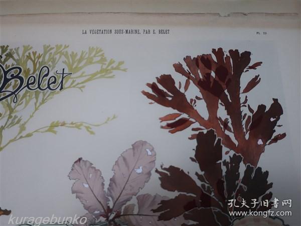 LA VEGETATION SOUS-MARINE　水下植物、海藻等，新艺术风格设计，1900 年，24 件，法国