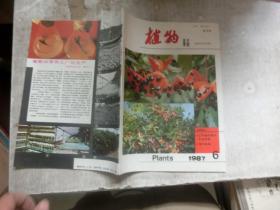 植物杂志 双月刊 1987 6