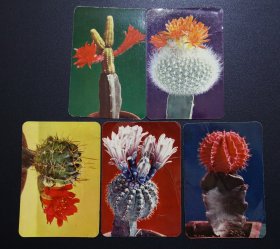 1975年年历卡、年历片—仙人掌（全套5张，3张有折痕）
