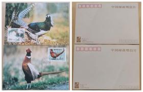 极限明信片-1997-7 珍禽、MC-30白腹锦鸡-环颈雉（中瑞联合发行）