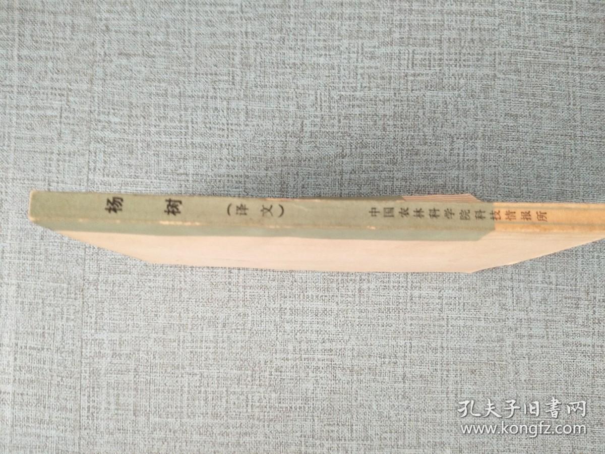 杨树【译文】