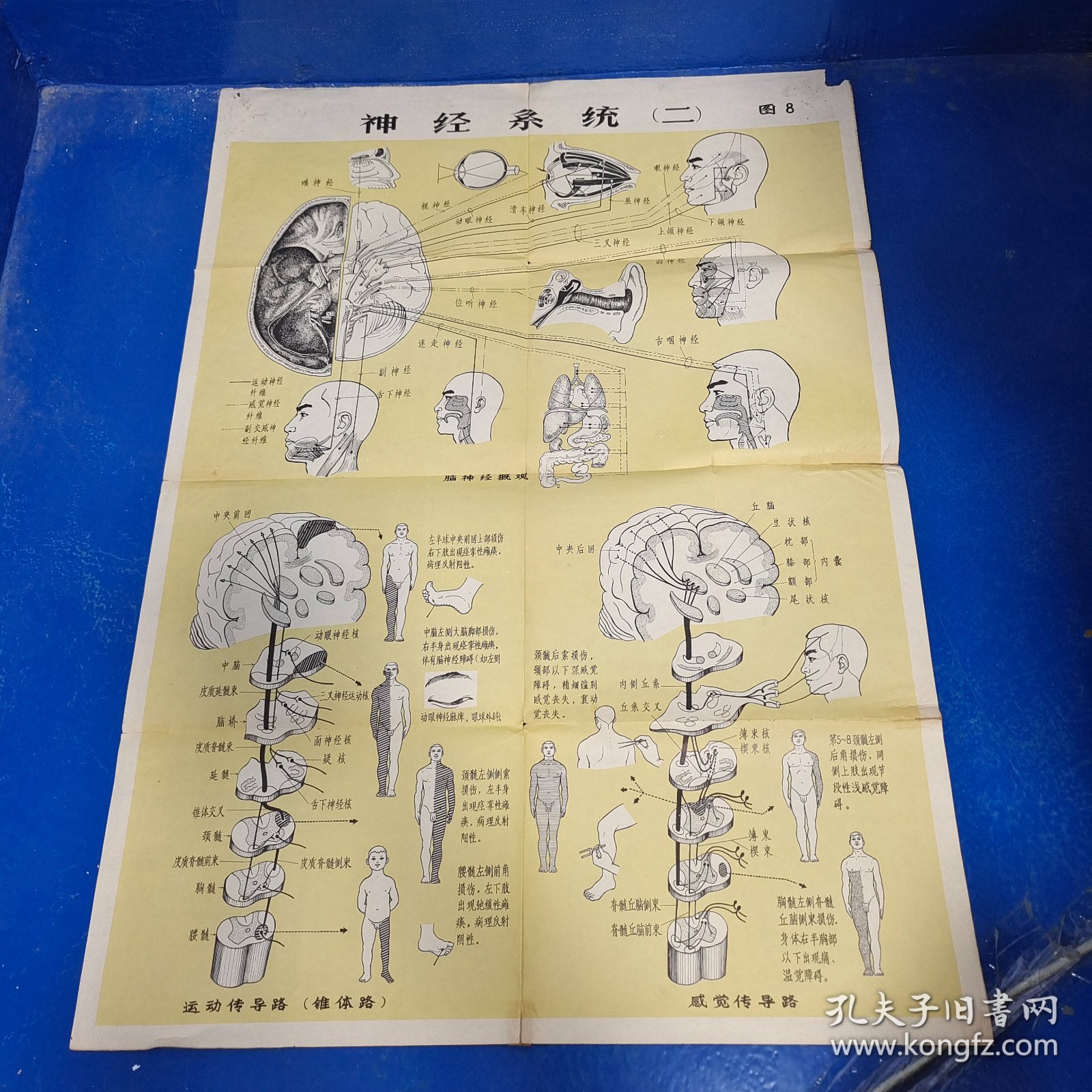 挂图：神经系统（二）