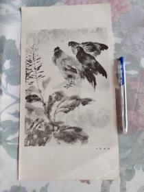 雨中鸡 叶浅予，画页散页一张，34cmX18cm。