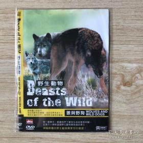 野生动物 狼与野狗 DVD 纪录片