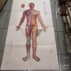 《针灸经穴图 1》大开挂图 jjh