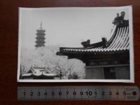 老照片【90年代，黑白艺术照“南京鸡鸣春雪”】