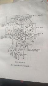 《针灸学》