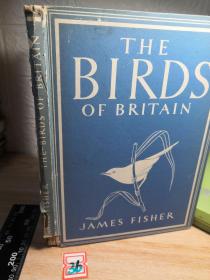 THE BIRDS OF BRITAIN  含12副精美整页彩图  另有26副黑白插图