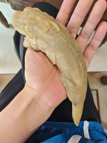 古玩旧藏清代牛角雕刻鱼化龙文房笔搁笔架