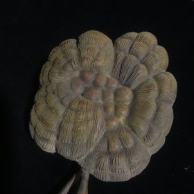 旧藏小叶老黄杨木雕灵芝如意,做工精细,栩栩如生,包浆温润细腻,品相完美。
尺寸:长38cm,宽9cm,重159g