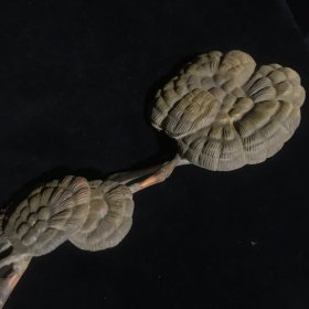 旧藏小叶老黄杨木雕灵芝如意,做工精细,栩栩如生,包浆温润细腻,品相完美。
尺寸:长38cm,宽9cm,重159g