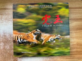 虎王:潘嵩毅东北虎摄影作品集:photographic selection of siberian photo by Pan songyi