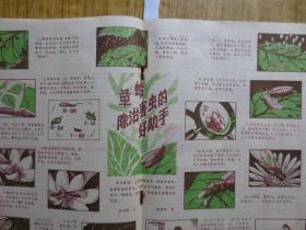 1980年《农民画报》创刊号