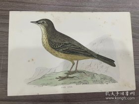 稀有照片 欧亚岩鹨（学名 Anthus petrosus）的复古彩色版画，是一种小型雀形目鸟类，繁殖于西欧岩石海岸。出自《英国鸟类史》，FO Morris，约1853 年 出版