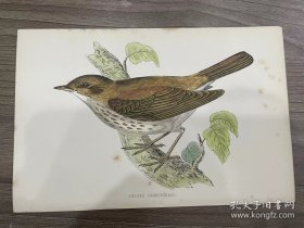 稀有照片 古董彩色印刷品  画眉夜莺 出自《英国鸟类史》，FO Morris，约1862 年出版