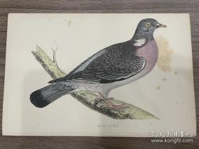 稀有照片 古董彩色印刷品  一只普通林鸽 出自《英国鸟类史》，FO Morris，约1862 年出版