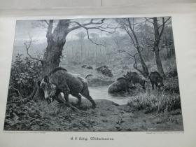 【现货 包邮】《野猪》 （Wildschweine），1890年；木刻版画，尺寸约41*28厘米