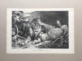 【现货 包邮】1879年大幅木刻版画《百兽之王》（Lowenpaar）出自19世纪著名德国动物题材画家，保罗·弗里德里希·迈耶海姆（Paul Friedrich Meyerheim，1842–1915）作于1878年的油画作品，迈耶海姆以绘制威武的公狮形象而闻名，尺寸约40.8*27.5厘米