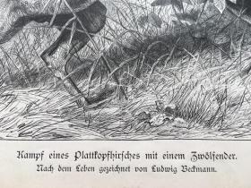 【百元 包邮】《草原战争：斑鹿与叉角鹿的殊死搏斗》（Kampf eines Plattkopfhirsches mit einem Zwölfender） 出自19世纪德国动物画家、雕刻家，Ludwig Beckmann（1822–1902）的原创木刻作品；1887年，木刻版画 ，纸张尺寸约41×29厘米