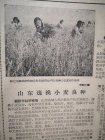 人民日报1962年8月23日6版全，临漳县南东坊公社张修屯队选种、中卫县龙宫林场造防沙林照片，成都广州手工业工人上门修理用具，几千名水文地质人员探寻地下水源，哈尔滨同记商场热情服务，劳模马玉兰照片，热心培育新一代（北京第二实验小学陶淑范阎嘉浦王佩玮常宝琴）山西农科院杨堽汪林科研照片，杜宣《西非日记》一，蓝建安漫画，吴汝康《关于人类和猿类化石最近的研究成果》谷方《谈慎独》陆拂为《导航鸟》徐启雄水粉画