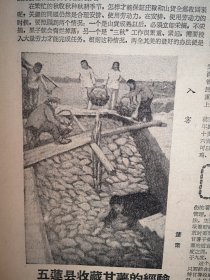 人民日报1959年10月8日8版全，毛主席刘少奇出席东德国庆招待会照片，新乡七里营公社送棉花照片，社论《力争提前十天到十五天完成今年工业生产计划》，记新中国十年铁路建设，中梁山煤矿建成，开滦七座洗煤厂投产，萧山棉纺厂一期完工，常德建成棉纺织厂，岑溪县幸福之路公社施肥照片，新宾县副业收入增加，新乐县行唐公社62庄队张新泽事迹，五莲县收藏甘薯的经验，萧肃庞均画作，乔冠华杨秀峰吴黎平史良冰心文章