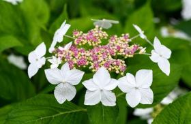 Hydrangeas 进口艺术 绣球花：家庭和花园的美丽品种