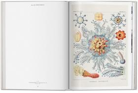 Ernst Haeckel 恩斯特·海克尔 自然历史科学生物艺术书籍绘画手绘彩图画册原版书大开本 进口原版图书