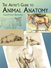 The Artist's Guide to Animal Anatomy 进口艺术 艺术家解剖学指南
