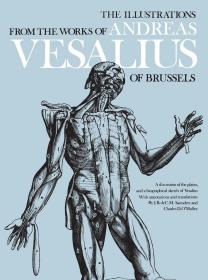 The Illustrations from the Works of Andreas Vesalius of Brussels 进口艺术 Andreas Vesalius作品的插图