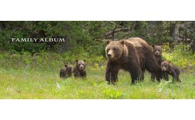 Grizzly 399: The World's Most Famous Mother Bear 灰熊399:世界上最著名的熊妈妈