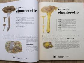 英文原版 The Ultimate Guide to Mushrooms 蘑菇终极指南 识别收集遍布北美和欧洲的200多种蘑菇