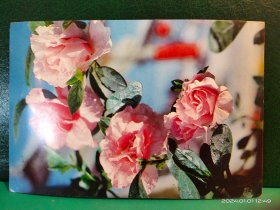 FP54 -0118  1987年   美术《欢天喜地  杜鹃》实寄明信片    丹东市邮票公司