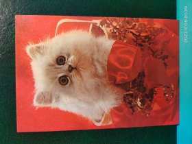 FP51-3327   1990年    美术《猫咪》   明信片  空白片  牡丹江市邮电局