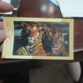 明信片/贺卡 两只老虎