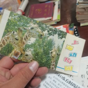 门票 上海动物园 3