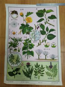 50年代自然科学植物挂图：第九图-工艺植物（一）（上海新亚书店出版）