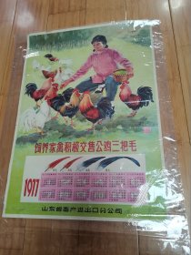 1977年山东省畜产进出口公司历画：饲养家禽积极交售公鸡三把毛