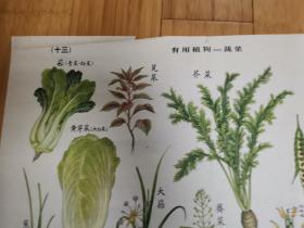 50年代生产知识挂图二：植物组（十三）有用植物（三）蔬菜