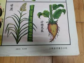 50年代自然科学植物挂图：第十图-工艺植物（二）（上海新亚书店出版）