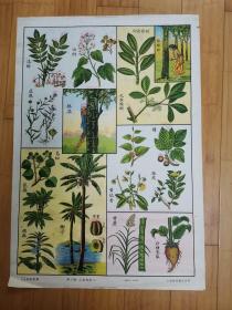50年代自然科学植物挂图：第十图-工艺植物（二）（上海新亚书店出版）