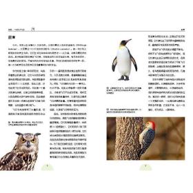 鸟类：一切为了飞行自然探索动物演化进化科普百科中国国家地理鸟类特征结构生理系统繁衍野生动物玛丽安泰勒著湖南科学技术出版社