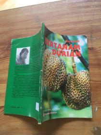 dertanam durian（货号d223)