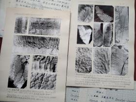 武汉植物学研究  至  胡雨帆 信札 及 辽宁锦西地区晚二叠世几种罕见的蕨类生殖羽片稿本 附照片版