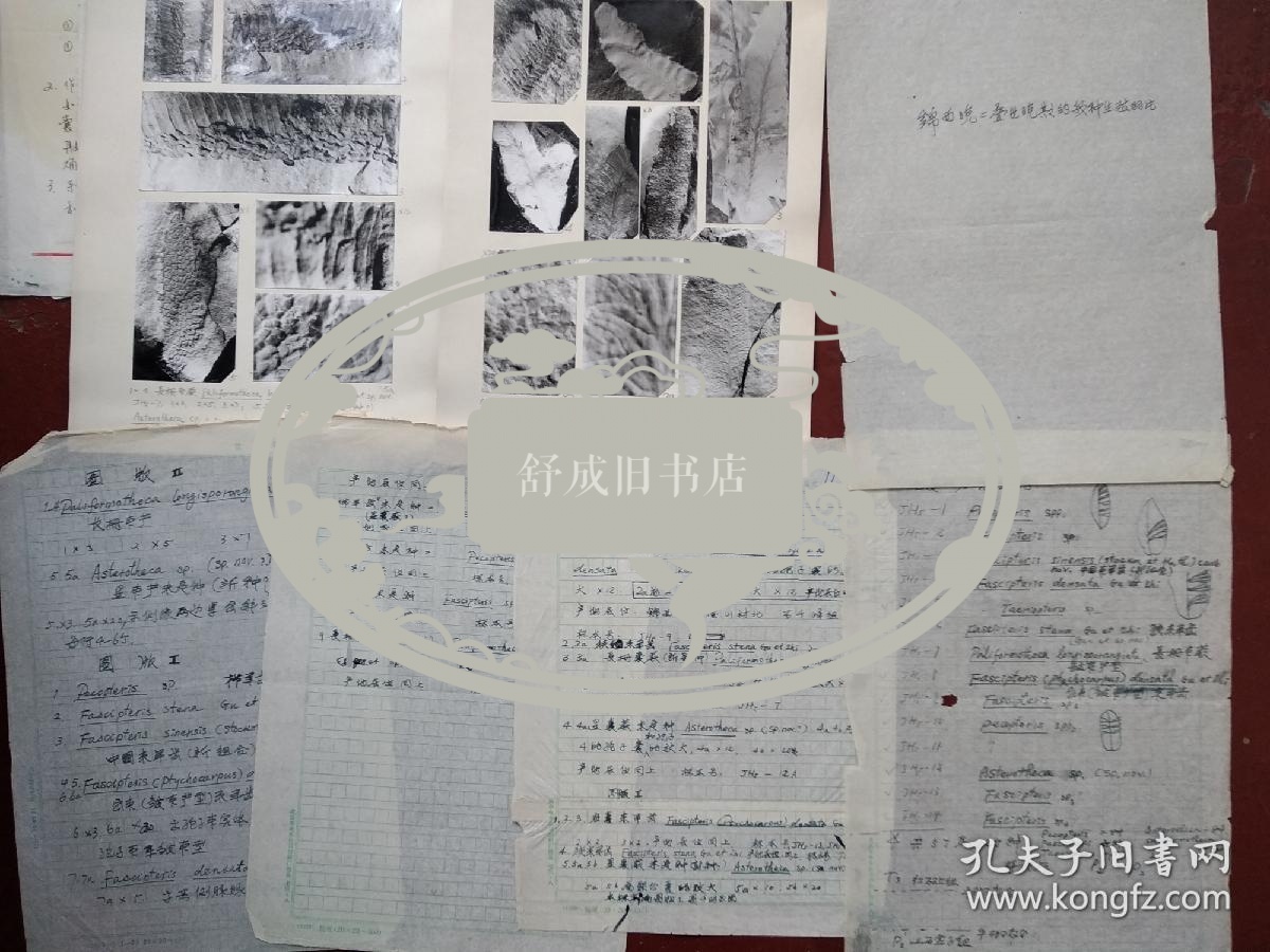 武汉植物学研究  至  胡雨帆 信札 及 辽宁锦西地区晚二叠世几种罕见的蕨类生殖羽片稿本 附照片版