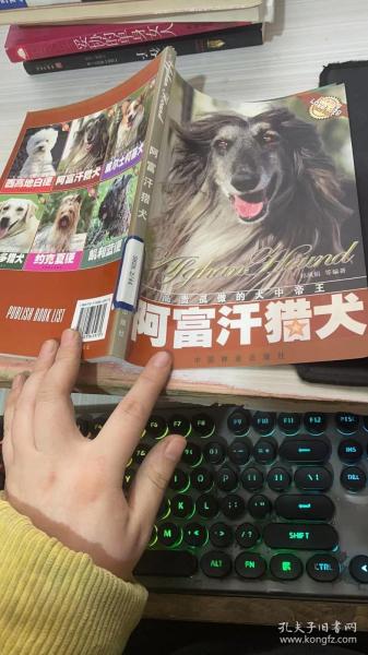 阿富汗猎犬