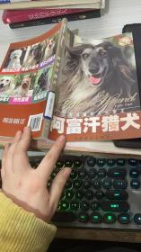 阿富汗猎犬