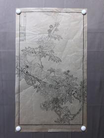 17964~【周爱莲】无款工笔白描花鸟画，牡丹和猫，尺寸约为75*43厘米