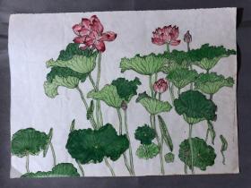 18706~【梁顺如】无款花鸟画，写生，尺寸约为28*20